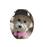かわいいトイプー❤ 日常会話(関西弁)（個別スタンプ：33）