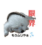 かわいいトイプー❤ 日常会話(関西弁)（個別スタンプ：34）