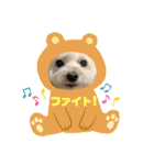 かわいいトイプー❤ 日常会話(関西弁)（個別スタンプ：36）