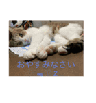 ฅ^._.^ ฅ（個別スタンプ：1）