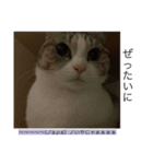 ฅ^._.^ ฅ（個別スタンプ：4）