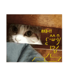 ฅ^._.^ ฅ（個別スタンプ：6）