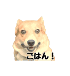 コーギーのいちごちゃんすたんぷ（個別スタンプ：4）