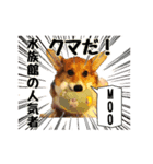 コーギーのいちごちゃんすたんぷ（個別スタンプ：7）