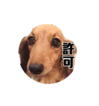 コーギーのいちごちゃんすたんぷ（個別スタンプ：8）