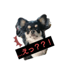 ワンコ盛（個別スタンプ：1）