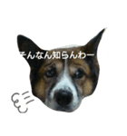 ワンコ盛（個別スタンプ：2）