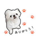 ペキニーズのハナマルヒナタロ（ハナマル）（個別スタンプ：1）