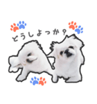 ペキニーズのハナマルヒナタロ（ハナマル）（個別スタンプ：23）