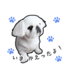 ペキニーズのハナマルヒナタロ（ハナマル）（個別スタンプ：38）