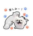 ペキニーズのハナマルヒナタロ（ハナマル）（個別スタンプ：40）