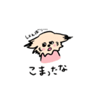 チワワのあいるとトイプーのかでん（個別スタンプ：15）