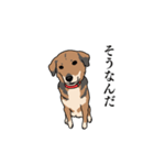 犬のアンちゃん 日常スタンプ（個別スタンプ：10）