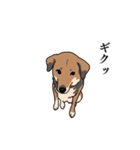 犬のアンちゃん 日常スタンプ（個別スタンプ：12）