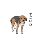 犬のアンちゃん 日常スタンプ（個別スタンプ：26）