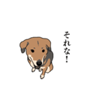 犬のアンちゃん 日常スタンプ（個別スタンプ：33）