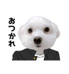 白い犬学生とダジャレ（個別スタンプ：1）