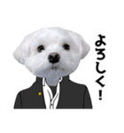 白い犬学生とダジャレ（個別スタンプ：3）