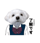 白い犬学生とダジャレ（個別スタンプ：4）