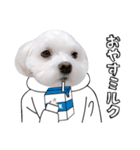 白い犬学生とダジャレ（個別スタンプ：5）