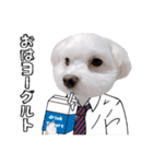 白い犬学生とダジャレ（個別スタンプ：6）