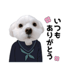 白い犬学生とダジャレ（個別スタンプ：7）