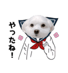 白い犬学生とダジャレ（個別スタンプ：8）