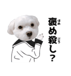 白い犬学生とダジャレ（個別スタンプ：10）