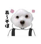 白い犬学生とダジャレ（個別スタンプ：12）