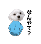 白い犬学生とダジャレ（個別スタンプ：19）