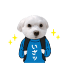 白い犬学生とダジャレ（個別スタンプ：20）