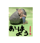AOSAKI 動物スタンプ（個別スタンプ：2）