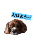 鈴木さんちのちっぷのスタンプ（個別スタンプ：2）
