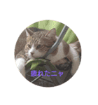 ネタのある仲間（個別スタンプ：6）