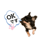 犬のキアラ（個別スタンプ：1）
