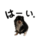 犬のキアラ（個別スタンプ：2）