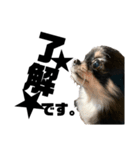 犬のキアラ（個別スタンプ：3）