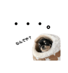 犬のキアラ（個別スタンプ：4）