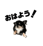 犬のキアラ（個別スタンプ：6）