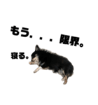 犬のキアラ（個別スタンプ：7）