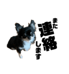 犬のキアラ（個別スタンプ：11）