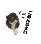 犬のキアラ（個別スタンプ：12）