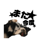 犬のキアラ（個別スタンプ：13）
