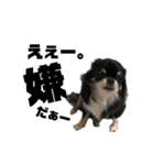 犬のキアラ（個別スタンプ：15）