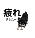 犬のキアラ（個別スタンプ：16）