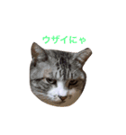 つぶにゃー（個別スタンプ：1）