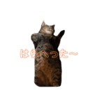 つぶにゃー（個別スタンプ：6）