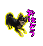 りんちゃんは犬です（個別スタンプ：1）