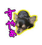 りんちゃんは犬です（個別スタンプ：2）