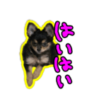 りんちゃんは犬です（個別スタンプ：3）